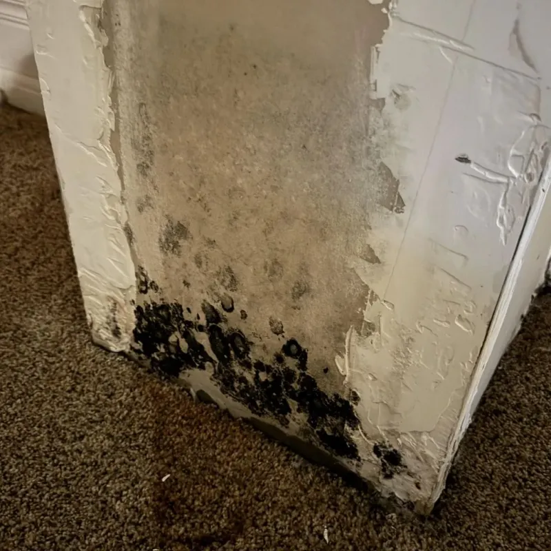 Professional Mold Removal in Thorndale, TX
